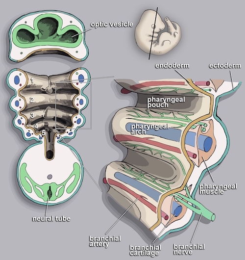 Breast Anatomy & Physiology - The Operative Review Of Surgery