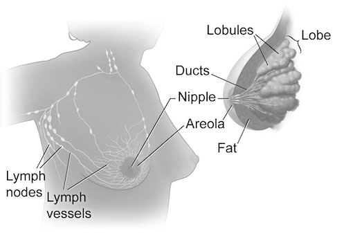 The Body Shape Shop on X: Breast anatomy =>The breast is the tissue  overlying the chest (pectoral) muscles =>Women's breasts are made of  specialized tissue that produces milk (glandular tissue) as well
