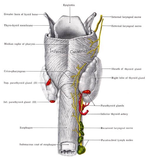 posterior view of thyroid gland